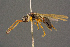  ( - BC-ZSM-HYM-26828-D06)  @11 [ ] CreativeCommons - Attribution Non-Commercial Share-Alike (2016) SNSB, Staatliche Naturwissenschaftliche Sammlungen Bayerns ZSM (SNSB, Zoologische Staatssammlung Muenchen)