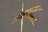  ( - BC-ZSM-HYM-26828-D08)  @11 [ ] CreativeCommons - Attribution Non-Commercial Share-Alike (2016) SNSB, Staatliche Naturwissenschaftliche Sammlungen Bayerns ZSM (SNSB, Zoologische Staatssammlung Muenchen)