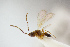 ( - BC-ZSM-HYM-26828-E02)  @11 [ ] CreativeCommons - Attribution Non-Commercial Share-Alike (2016) SNSB, Staatliche Naturwissenschaftliche Sammlungen Bayerns ZSM (SNSB, Zoologische Staatssammlung Muenchen)