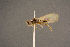  ( - BC-ZSM-HYM-26828-E07)  @13 [ ] CreativeCommons - Attribution Non-Commercial Share-Alike (2016) SNSB, Staatliche Naturwissenschaftliche Sammlungen Bayerns ZSM (SNSB, Zoologische Staatssammlung Muenchen)