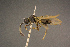  ( - BC-ZSM-HYM-26828-E08)  @11 [ ] CreativeCommons - Attribution Non-Commercial Share-Alike (2016) SNSB, Staatliche Naturwissenschaftliche Sammlungen Bayerns ZSM (SNSB, Zoologische Staatssammlung Muenchen)