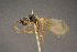  ( - BC-ZSM-HYM-26828-F07)  @11 [ ] CreativeCommons - Attribution Non-Commercial Share-Alike (2016) SNSB, Staatliche Naturwissenschaftliche Sammlungen Bayerns ZSM (SNSB, Zoologische Staatssammlung Muenchen)