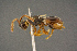  ( - BC-ZSM-HYM-26828-F09)  @11 [ ] CreativeCommons - Attribution Non-Commercial Share-Alike (2016) SNSB, Staatliche Naturwissenschaftliche Sammlungen Bayerns ZSM (SNSB, Zoologische Staatssammlung Muenchen)