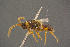  ( - BC-ZSM-HYM-26828-F10)  @11 [ ] CreativeCommons - Attribution Non-Commercial Share-Alike (2016) SNSB, Staatliche Naturwissenschaftliche Sammlungen Bayerns ZSM (SNSB, Zoologische Staatssammlung Muenchen)