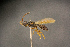  ( - BC-ZSM-HYM-26828-G07)  @11 [ ] CreativeCommons - Attribution Non-Commercial Share-Alike (2016) SNSB, Staatliche Naturwissenschaftliche Sammlungen Bayerns ZSM (SNSB, Zoologische Staatssammlung Muenchen)