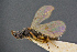  ( - BC-ZSM-HYM-26828-G09)  @12 [ ] CreativeCommons - Attribution Non-Commercial Share-Alike (2016) SNSB, Staatliche Naturwissenschaftliche Sammlungen Bayerns ZSM (SNSB, Zoologische Staatssammlung Muenchen)