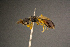  ( - BC-ZSM-HYM-26829-G12)  @11 [ ] CreativeCommons - Attribution Non-Commercial Share-Alike (2016) SNSB, Staatliche Naturwissenschaftliche Sammlungen Bayerns ZSM (SNSB, Zoologische Staatssammlung Muenchen)