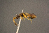  ( - BC-ZSM-HYM-26829-H01)  @11 [ ] CreativeCommons - Attribution Non-Commercial Share-Alike (2016) SNSB, Staatliche Naturwissenschaftliche Sammlungen Bayerns ZSM (SNSB, Zoologische Staatssammlung Muenchen)