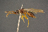  ( - BC-ZSM-HYM-26829-H04)  @13 [ ] CreativeCommons - Attribution Non-Commercial Share-Alike (2016) SNSB, Staatliche Naturwissenschaftliche Sammlungen Bayerns ZSM (SNSB, Zoologische Staatssammlung Muenchen)
