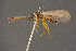  ( - BC-ZSM-HYM-26829-H05)  @11 [ ] CreativeCommons - Attribution Non-Commercial Share-Alike (2016) SNSB, Staatliche Naturwissenschaftliche Sammlungen Bayerns ZSM (SNSB, Zoologische Staatssammlung Muenchen)