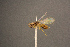  ( - BC-ZSM-HYM-26829-H09)  @11 [ ] CreativeCommons - Attribution Non-Commercial Share-Alike (2016) SNSB, Staatliche Naturwissenschaftliche Sammlungen Bayerns ZSM (SNSB, Zoologische Staatssammlung Muenchen)