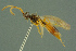  ( - BC-ZSM-HYM-27336-E01)  @11 [ ] CreativeCommons - Attribution Non-Commercial Share-Alike (2016) SNSB, Staatliche Naturwissenschaftliche Sammlungen Bayerns ZSM (SNSB, Zoologische Staatssammlung Muenchen)
