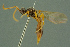  ( - BC-ZSM-HYM-27336-E02)  @11 [ ] CreativeCommons - Attribution Non-Commercial Share-Alike (2016) SNSB, Staatliche Naturwissenschaftliche Sammlungen Bayerns ZSM (SNSB, Zoologische Staatssammlung Muenchen)