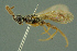  ( - BC-ZSM-HYM-27336-E10)  @11 [ ] CreativeCommons - Attribution Non-Commercial Share-Alike (2016) SNSB, Staatliche Naturwissenschaftliche Sammlungen Bayerns ZSM (SNSB, Zoologische Staatssammlung Muenchen)