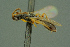  ( - BC-ZSM-HYM-27336-E11)  @11 [ ] CreativeCommons - Attribution Non-Commercial Share-Alike (2016) SNSB, Staatliche Naturwissenschaftliche Sammlungen Bayerns ZSM (SNSB, Zoologische Staatssammlung Muenchen)