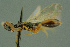  ( - BC-ZSM-HYM-27336-E12)  @11 [ ] CreativeCommons - Attribution Non-Commercial Share-Alike (2016) SNSB, Staatliche Naturwissenschaftliche Sammlungen Bayerns ZSM (SNSB, Zoologische Staatssammlung Muenchen)