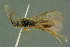  ( - BC-ZSM-HYM-27336-F02)  @11 [ ] CreativeCommons - Attribution Non-Commercial Share-Alike (2016) SNSB, Staatliche Naturwissenschaftliche Sammlungen Bayerns ZSM (SNSB, Zoologische Staatssammlung Muenchen)