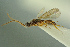  ( - BC-ZSM-HYM-27336-F03)  @11 [ ] CreativeCommons - Attribution Non-Commercial Share-Alike (2016) SNSB, Staatliche Naturwissenschaftliche Sammlungen Bayerns ZSM (SNSB, Zoologische Staatssammlung Muenchen)