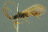  ( - BC-ZSM-HYM-27336-F05)  @11 [ ] CreativeCommons - Attribution Non-Commercial Share-Alike (2016) SNSB, Staatliche Naturwissenschaftliche Sammlungen Bayerns ZSM (SNSB, Zoologische Staatssammlung Muenchen)