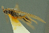  ( - BC-ZSM-HYM-27336-F06)  @11 [ ] CreativeCommons - Attribution Non-Commercial Share-Alike (2016) SNSB, Staatliche Naturwissenschaftliche Sammlungen Bayerns ZSM (SNSB, Zoologische Staatssammlung Muenchen)
