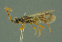  ( - BC-ZSM-HYM-27336-H05)  @11 [ ] CreativeCommons - Attribution Non-Commercial Share-Alike (2016) SNSB, Staatliche Naturwissenschaftliche Sammlungen Bayerns ZSM (SNSB, Zoologische Staatssammlung Muenchen)