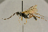  ( - BC-ZSM-HYM-27442-A01)  @11 [ ] CreativeCommons - Attribution Non-Commercial Share-Alike (2016) SNSB, Staatliche Naturwissenschaftliche Sammlungen Bayerns ZSM (SNSB, Zoologische Staatssammlung Muenchen)