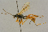  ( - BC-ZSM-HYM-27442-A02)  @11 [ ] CreativeCommons - Attribution Non-Commercial Share-Alike (2016) SNSB, Staatliche Naturwissenschaftliche Sammlungen Bayerns ZSM (SNSB, Zoologische Staatssammlung Muenchen)