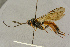  ( - BC-ZSM-HYM-27442-A04)  @14 [ ] CreativeCommons - Attribution Non-Commercial Share-Alike (2016) SNSB, Staatliche Naturwissenschaftliche Sammlungen Bayerns ZSM (SNSB, Zoologische Staatssammlung Muenchen)