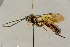  ( - BC-ZSM-HYM-27442-A05)  @11 [ ] CreativeCommons - Attribution Non-Commercial Share-Alike (2016) SNSB, Staatliche Naturwissenschaftliche Sammlungen Bayerns ZSM (SNSB, Zoologische Staatssammlung Muenchen)