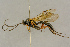  ( - BC-ZSM-HYM-27442-A07)  @11 [ ] CreativeCommons - Attribution Non-Commercial Share-Alike (2016) SNSB, Staatliche Naturwissenschaftliche Sammlungen Bayerns ZSM (SNSB, Zoologische Staatssammlung Muenchen)