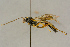  ( - BC-ZSM-HYM-27442-A09)  @11 [ ] CreativeCommons - Attribution Non-Commercial Share-Alike (2016) SNSB, Staatliche Naturwissenschaftliche Sammlungen Bayerns ZSM (SNSB, Zoologische Staatssammlung Muenchen)