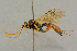  ( - BC-ZSM-HYM-27442-A11)  @11 [ ] CreativeCommons - Attribution Non-Commercial Share-Alike (2016) SNSB, Staatliche Naturwissenschaftliche Sammlungen Bayerns ZSM (SNSB, Zoologische Staatssammlung Muenchen)