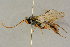  (Ctenopelma - BC-ZSM-HYM-27442-A12)  @14 [ ] CreativeCommons - Attribution Non-Commercial Share-Alike (2016) SNSB, Staatliche Naturwissenschaftliche Sammlungen Bayerns ZSM (SNSB, Zoologische Staatssammlung Muenchen)