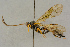  ( - BC-ZSM-HYM-27442-B03)  @11 [ ] CreativeCommons - Attribution Non-Commercial Share-Alike (2016) SNSB, Staatliche Naturwissenschaftliche Sammlungen Bayerns ZSM (SNSB, Zoologische Staatssammlung Muenchen)