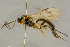  ( - BC-ZSM-HYM-27442-B06)  @11 [ ] CreativeCommons - Attribution Non-Commercial Share-Alike (2016) SNSB, Staatliche Naturwissenschaftliche Sammlungen Bayerns ZSM (SNSB, Zoologische Staatssammlung Muenchen)