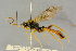  ( - BC-ZSM-HYM-27442-B08)  @11 [ ] CreativeCommons - Attribution Non-Commercial Share-Alike (2016) SNSB, Staatliche Naturwissenschaftliche Sammlungen Bayerns ZSM (SNSB, Zoologische Staatssammlung Muenchen)