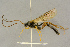  ( - BC-ZSM-HYM-27442-B12)  @14 [ ] CreativeCommons - Attribution Non-Commercial Share-Alike (2016) SNSB, Staatliche Naturwissenschaftliche Sammlungen Bayerns ZSM (SNSB, Zoologische Staatssammlung Muenchen)