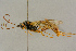  ( - BC-ZSM-HYM-27442-C01)  @11 [ ] CreativeCommons - Attribution Non-Commercial Share-Alike (2016) SNSB, Staatliche Naturwissenschaftliche Sammlungen Bayerns ZSM (SNSB, Zoologische Staatssammlung Muenchen)