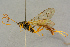  ( - BC-ZSM-HYM-27442-C03)  @11 [ ] CreativeCommons - Attribution Non-Commercial Share-Alike (2016) SNSB, Staatliche Naturwissenschaftliche Sammlungen Bayerns ZSM (SNSB, Zoologische Staatssammlung Muenchen)