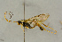  (Homaspis subalpina - BC-ZSM-HYM-27442-C04)  @11 [ ] CreativeCommons - Attribution Non-Commercial Share-Alike (2016) SNSB, Staatliche Naturwissenschaftliche Sammlungen Bayerns ZSM (SNSB, Zoologische Staatssammlung Muenchen)