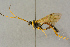  ( - BC-ZSM-HYM-27442-C05)  @11 [ ] CreativeCommons - Attribution Non-Commercial Share-Alike (2016) SNSB, Staatliche Naturwissenschaftliche Sammlungen Bayerns ZSM (SNSB, Zoologische Staatssammlung Muenchen)