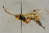  ( - BC-ZSM-HYM-27442-D07)  @14 [ ] CreativeCommons - Attribution Non-Commercial Share-Alike (2016) SNSB, Staatliche Naturwissenschaftliche Sammlungen Bayerns ZSM (SNSB, Zoologische Staatssammlung Muenchen)