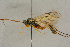  ( - BC-ZSM-HYM-27442-D08)  @13 [ ] CreativeCommons - Attribution Non-Commercial Share-Alike (2016) SNSB, Staatliche Naturwissenschaftliche Sammlungen Bayerns ZSM (SNSB, Zoologische Staatssammlung Muenchen)