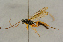  ( - BC-ZSM-HYM-27442-D09)  @11 [ ] CreativeCommons - Attribution Non-Commercial Share-Alike (2016) SNSB, Staatliche Naturwissenschaftliche Sammlungen Bayerns ZSM (SNSB, Zoologische Staatssammlung Muenchen)