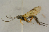  ( - BC-ZSM-HYM-27442-E08)  @11 [ ] CreativeCommons - Attribution Non-Commercial Share-Alike (2016) SNSB, Staatliche Naturwissenschaftliche Sammlungen Bayerns ZSM (SNSB, Zoologische Staatssammlung Muenchen)