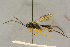  ( - BC-ZSM-HYM-27442-E09)  @11 [ ] CreativeCommons - Attribution Non-Commercial Share-Alike (2016) SNSB, Staatliche Naturwissenschaftliche Sammlungen Bayerns ZSM (SNSB, Zoologische Staatssammlung Muenchen)