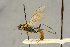  ( - BC-ZSM-HYM-27442-E10)  @11 [ ] CreativeCommons - Attribution Non-Commercial Share-Alike (2016) SNSB, Staatliche Naturwissenschaftliche Sammlungen Bayerns ZSM (SNSB, Zoologische Staatssammlung Muenchen)