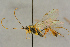  ( - BC-ZSM-HYM-27442-E12)  @11 [ ] CreativeCommons - Attribution Non-Commercial Share-Alike (2016) SNSB, Staatliche Naturwissenschaftliche Sammlungen Bayerns ZSM (SNSB, Zoologische Staatssammlung Muenchen)
