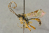  ( - BC-ZSM-HYM-27442-F01)  @11 [ ] CreativeCommons - Attribution Non-Commercial Share-Alike (2016) SNSB, Staatliche Naturwissenschaftliche Sammlungen Bayerns ZSM (SNSB, Zoologische Staatssammlung Muenchen)