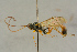  ( - BC-ZSM-HYM-27443-A01)  @11 [ ] CreativeCommons - Attribution Non-Commercial Share-Alike (2016) SNSB, Staatliche Naturwissenschaftliche Sammlungen Bayerns ZSM (SNSB, Zoologische Staatssammlung Muenchen)